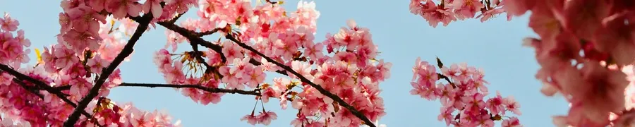 background footer flowers for elders menifee ca