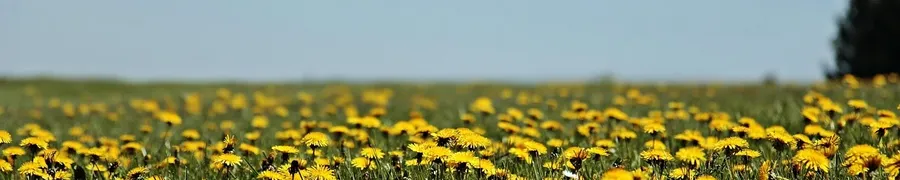 flower wallpaper footer area
